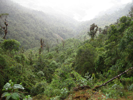 Tapichalaca Reserve