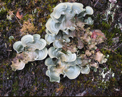 Lichen?