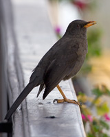 Great Thrush