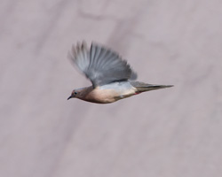 Eared Dove