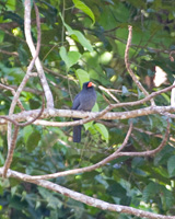 Black-fronted Nunbird