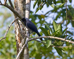 Violaceous Jay