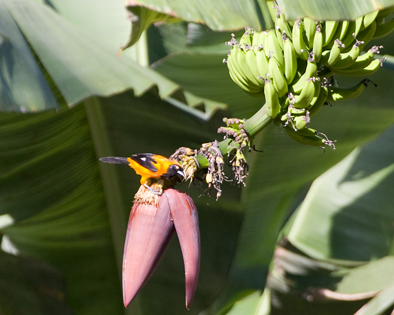 [Orange-backed Troupial]