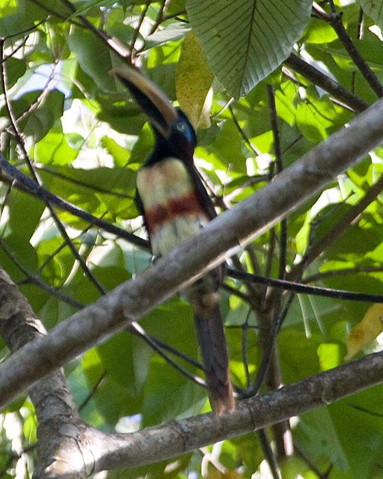 [Chestnut-eared Aracari]