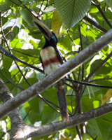 Chestnut-eared Aracari