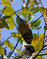 Great Jacamar