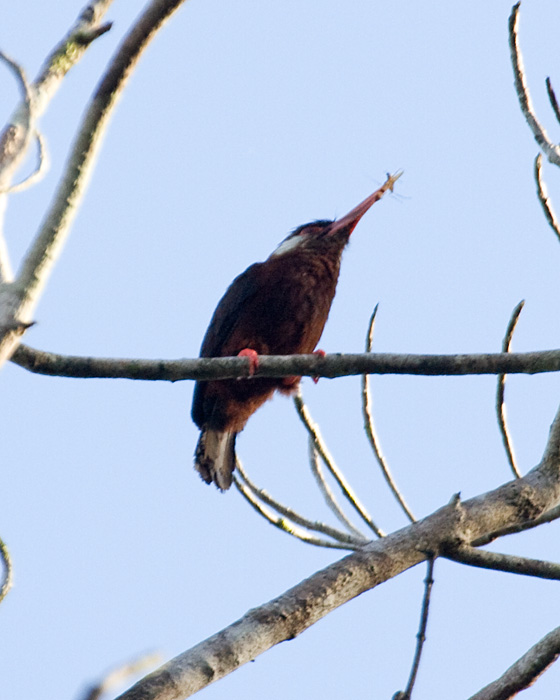 [White-eared Jacamar]