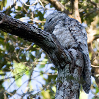 Great Potoo