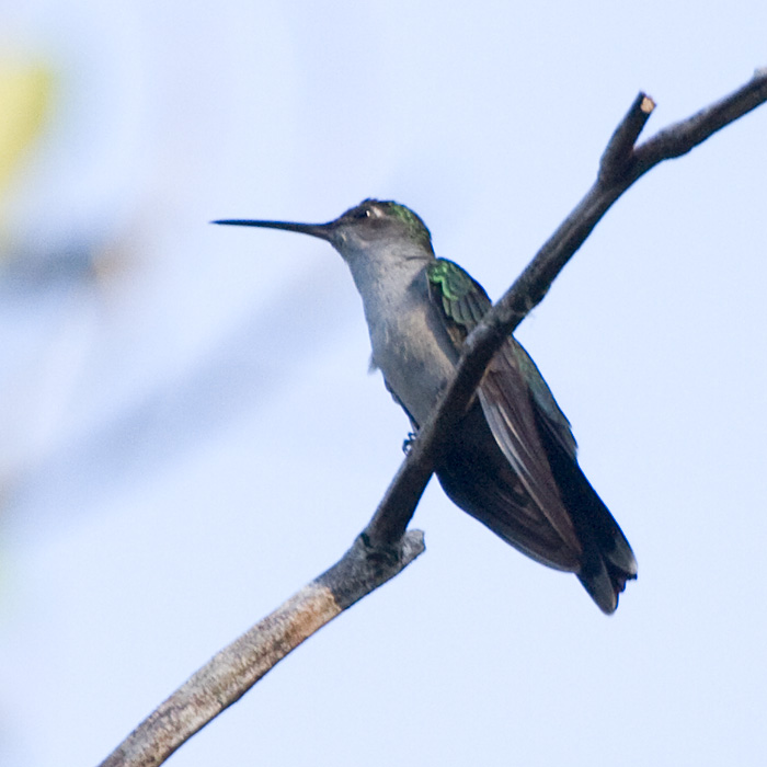 [Gray-breasted Sabrewing]