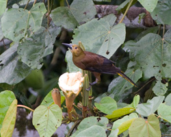 Russet-backed Oropendola