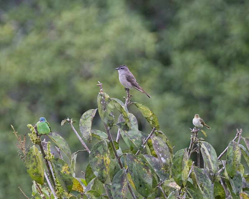 [Bird Trio]