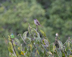 Bird Trio