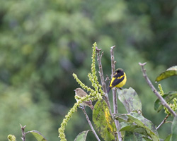 Yellow-bellied Dacnis