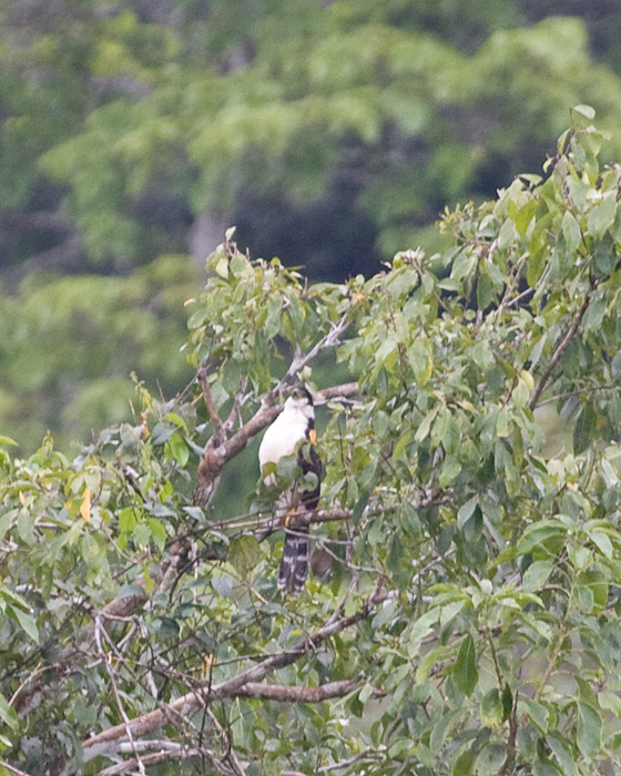 [Collared Forest-Falcon]