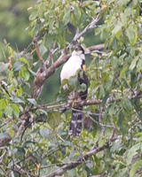 Collared Forest-Falcon