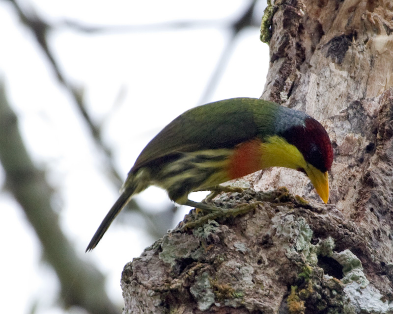 [Lemon-throated Barbet]