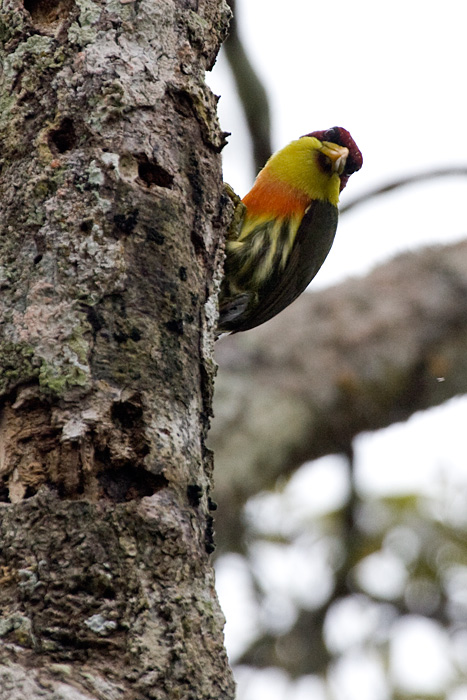 [Lemon-throated Barbet]