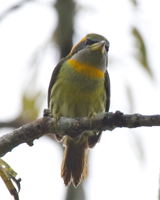 [Lemon-throated Barbet]