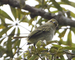 Golden-faced Tyrannulet