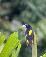 Yellow-rumped Cacique