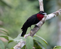 Purple-throated Fruitcrow