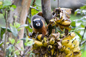 Golden-mantled Tamarin