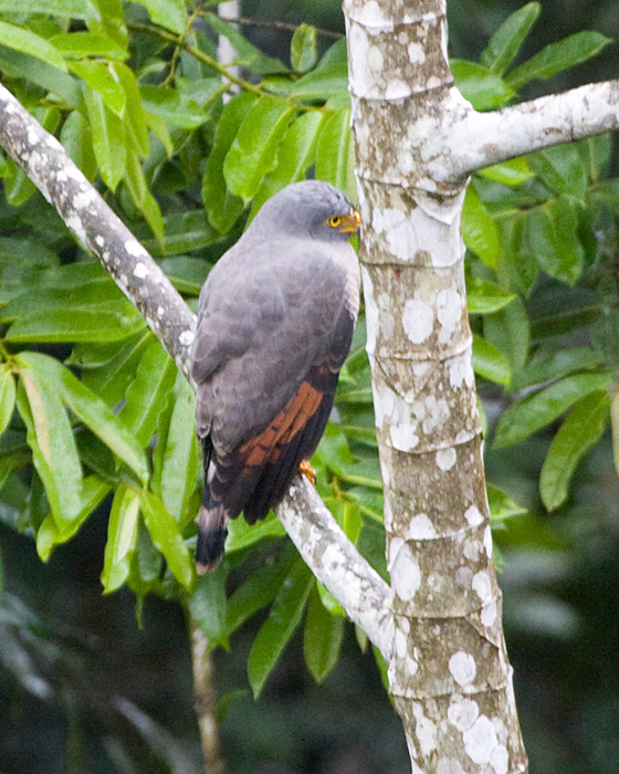 [Roadside Hawk]