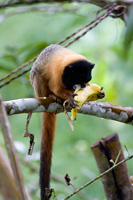 Golden-mantled Tamarin