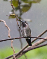 Long-billed Starthroat