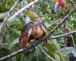 Hoatzin