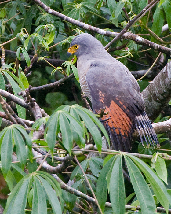 [Roadside Hawk]