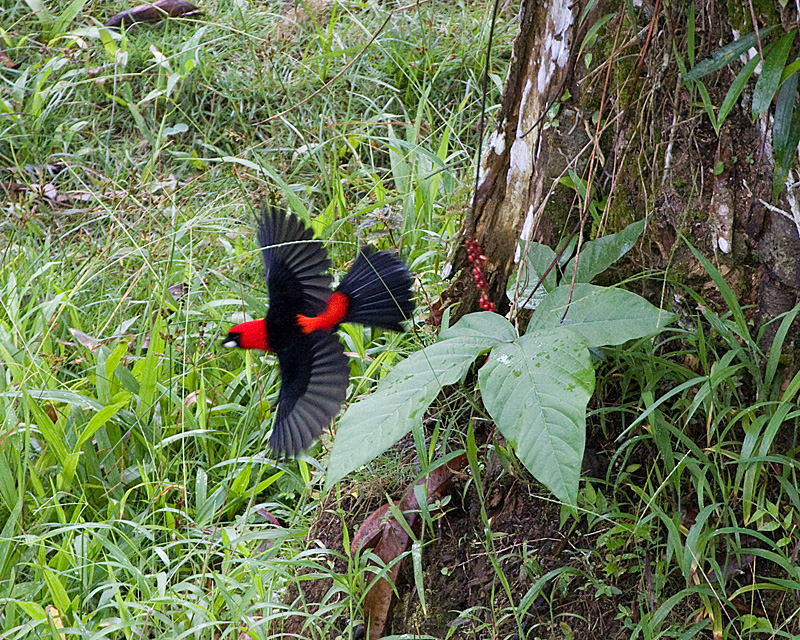 [Masked Crimson Tanager]