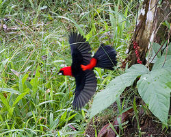 Masked Crimson Tanager