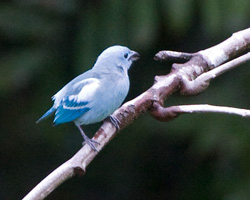 Blue-gray Tanager