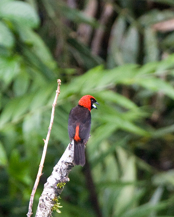 [Masked Crimson Tanager]