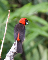 Masked Crimson Tanager