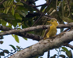 Cream-colored Woodpecker