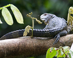 Caiman Lizard