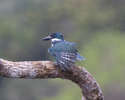 Amazon Kingfisher