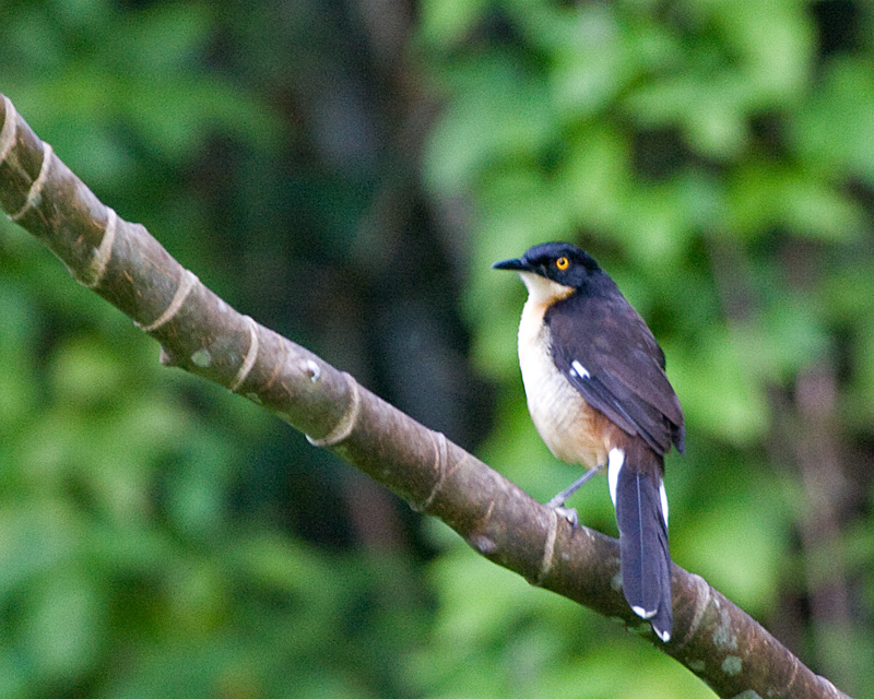 [Black-capped Donacobius]