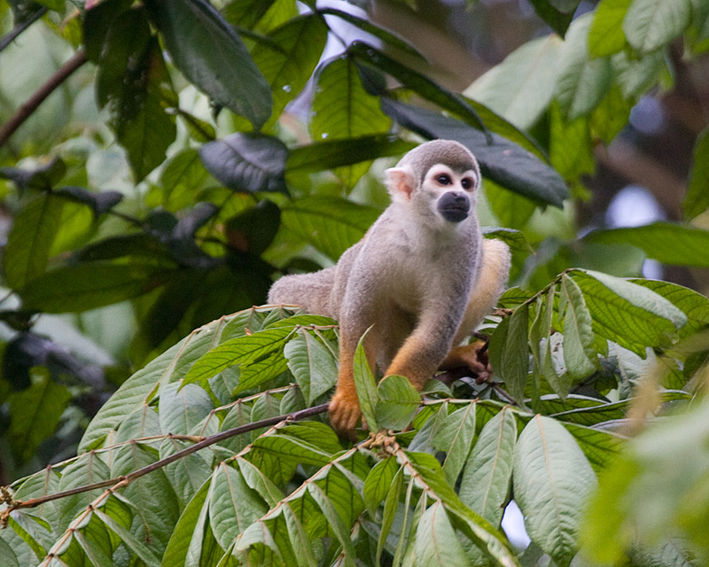 [Common Squirrel Monkey]