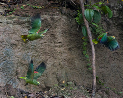 Yellow-crowned Amazons