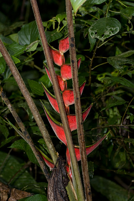 [Heliconia]