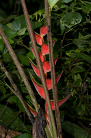 Heliconia