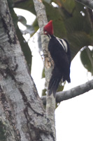 Crimson-crested Woodpecker