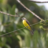 Social Flycatcher