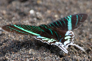 Urania Moth