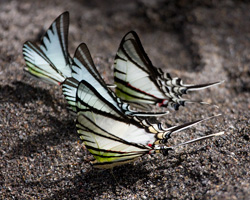 Swallowtails