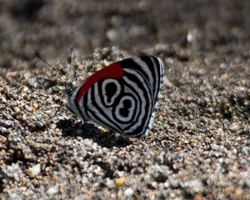 Eighty-eight Butterfly