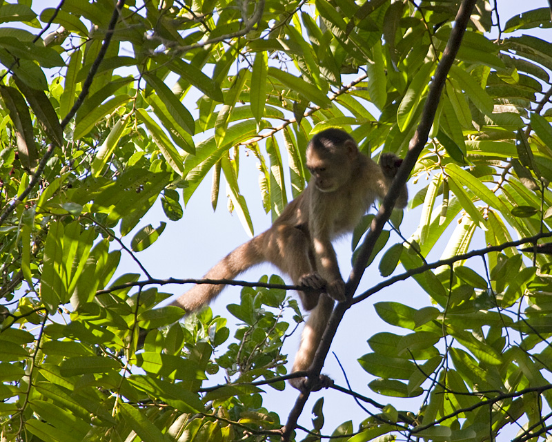 [White-fronted Capuchin Monkey]